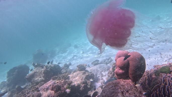 粉色水母 唯美 清澈海洋 海面 鱼群