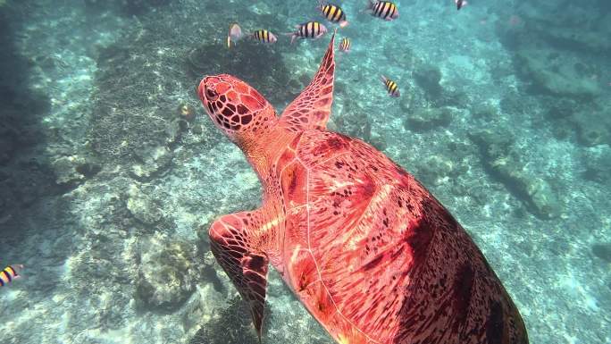 海龟 海龟在水里游泳  珊瑚 海底 鱼群