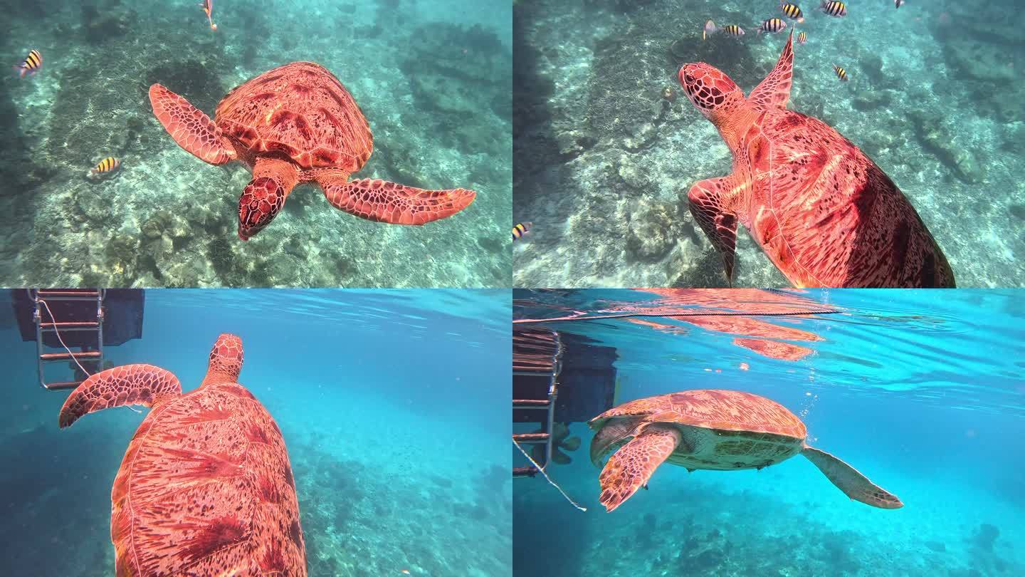 海龟 海龟在水里游泳  珊瑚 海底 鱼群