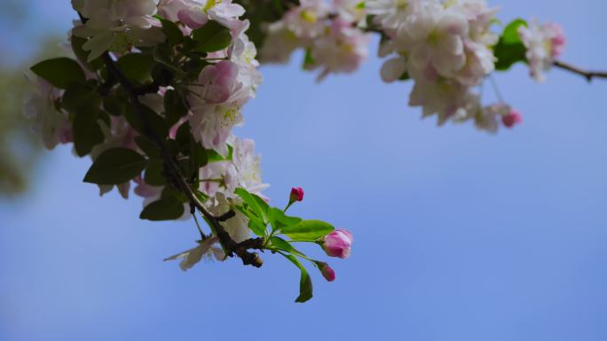 海棠 海棠花开 海棠树 花开 春天 蓝天