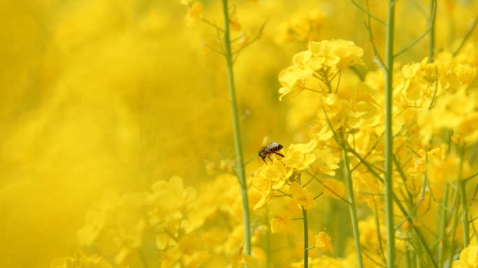 蜜蜂在油菜花上采蜜