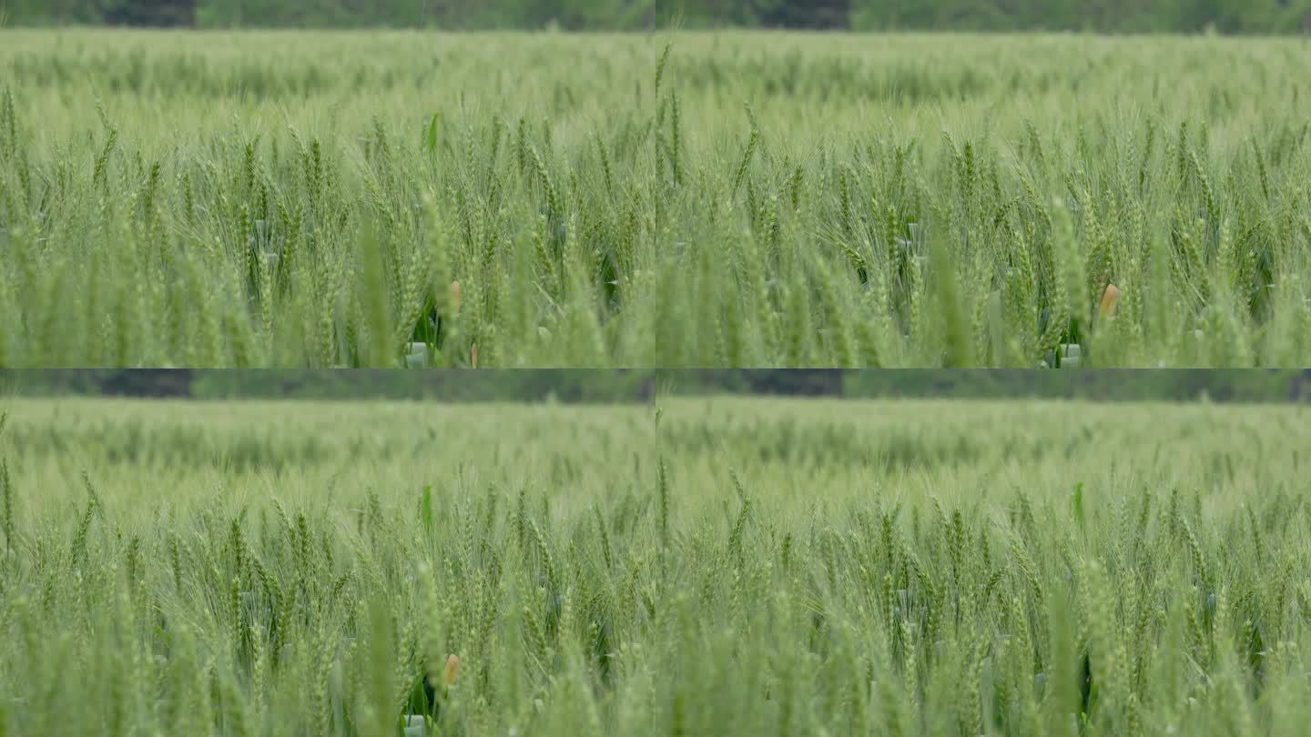 微风细雨中的绿色麦田麦穗