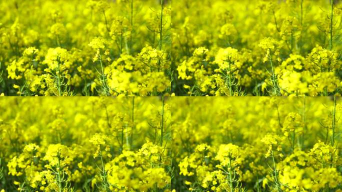 春天田地里绽放的油菜花特写