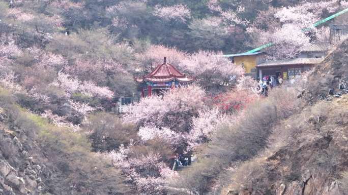 航拍张家口鸡鸣山桃花盛开和登山赏花的游客