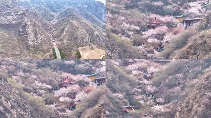 航拍张家口鸡鸣山桃花盛开和登山赏花的游客