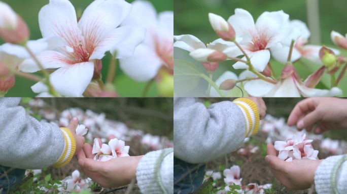 油桐花