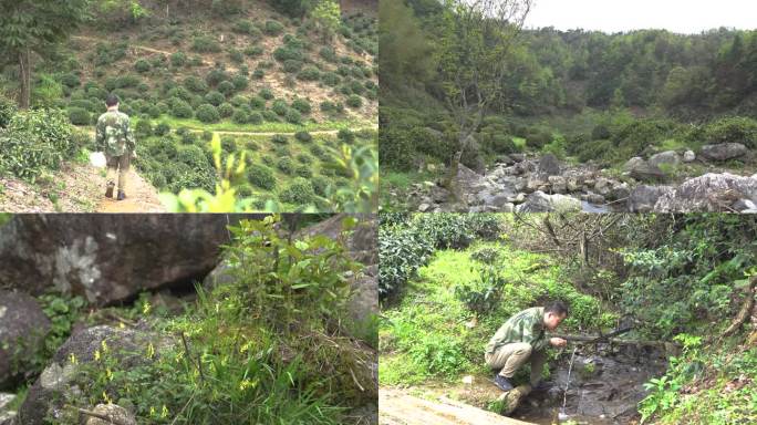 农村山区春夏天绿红茶新叶茶农采摘挑选闻看