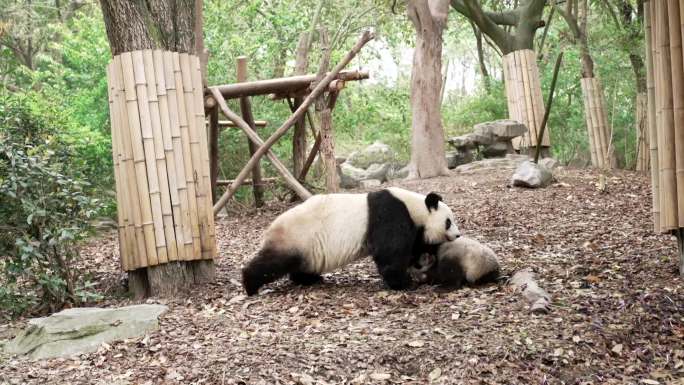 大熊猫嬉戏吃竹笋