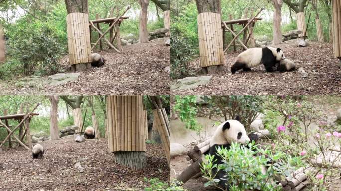 大熊猫嬉戏吃竹笋