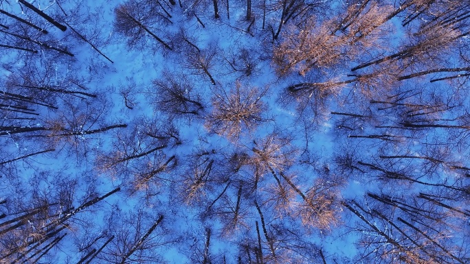 冬季自然光俯拍大森林树头树冠 (16)