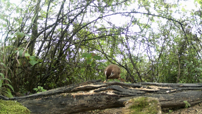 红外线守猎相机镜头之下森林中觅食的画眉鸟