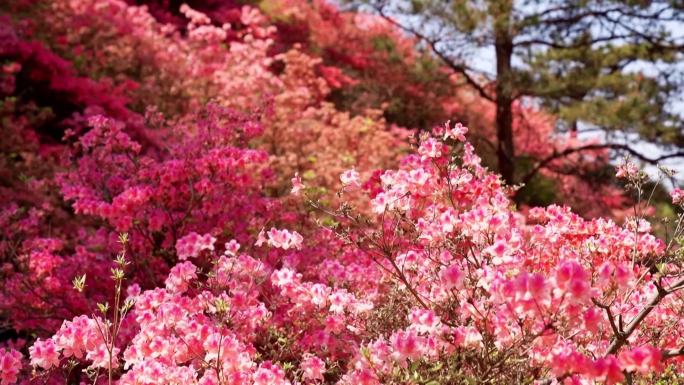 杜鹃花开满木兰云雾山