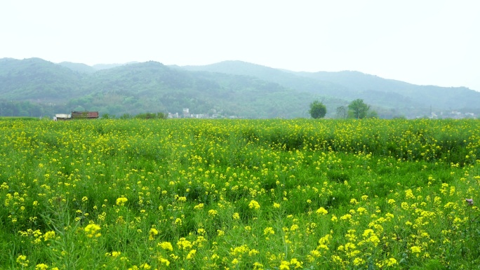 春天安徽芜湖响水涧油菜花田地的治愈系风光