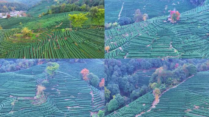 唯美杭州西湖龙井茶文化景区航拍茶园地茶叶