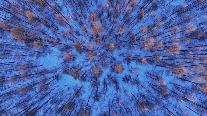 冬季自然光俯拍大森林树头树冠 (18)