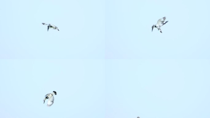 空中悬停飞行的小鸟斑鱼狗