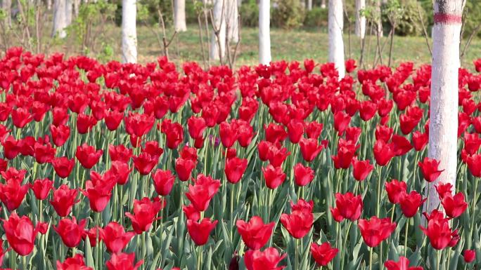 郁金香花丛