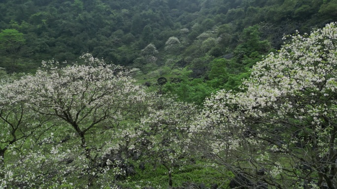 绿色自然风景春天山谷花开
