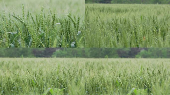 微风细雨中的绿色麦田麦穗（合集）