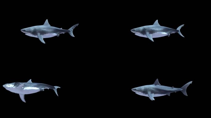 A01鲨鱼-咬