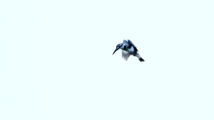 空中悬停飞行的小鸟斑鱼狗