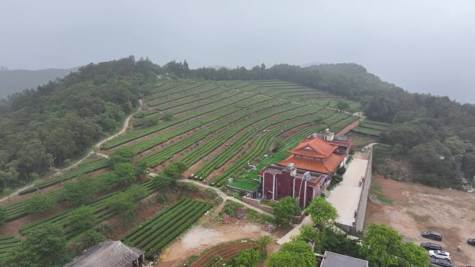 4K厦门翔安区锄山村妙高山茶园采茶航拍