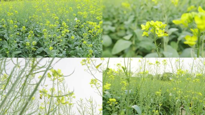 油菜花蜜蜂采蜜蝴蝶春天田野