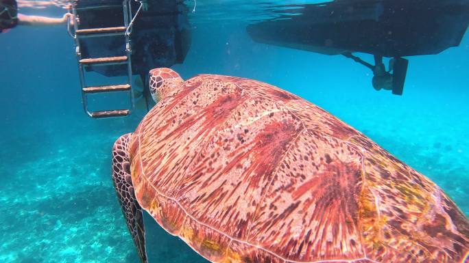 海龟 海龟在水里游泳  珊瑚 海底 游艇