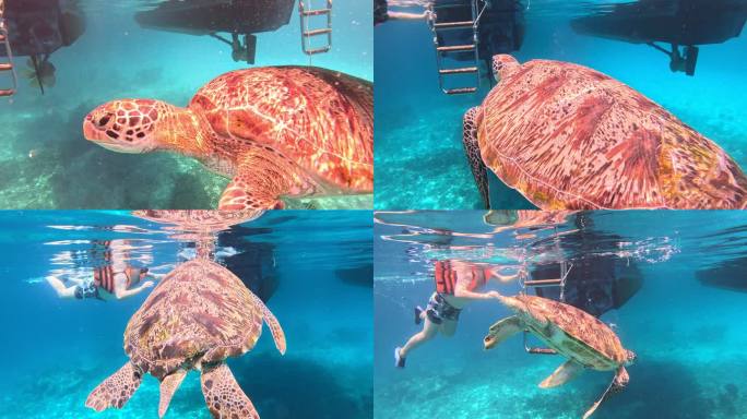 海龟 海龟在水里游泳  珊瑚 海底 游艇