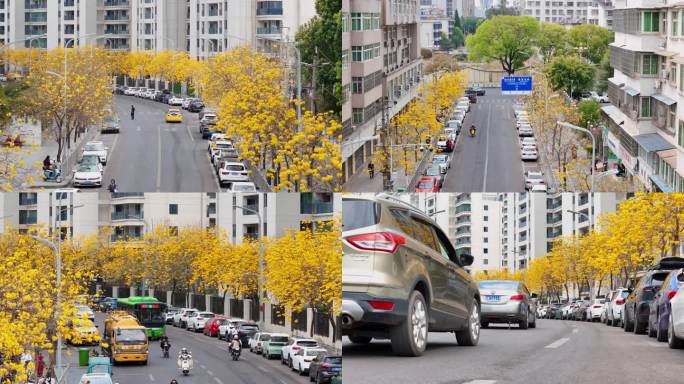 西昌越月海路黄花风铃木花