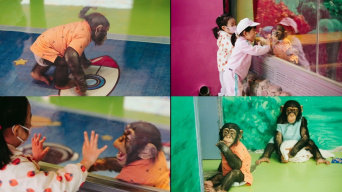 猩猩宝宝和小朋友互动玩耍