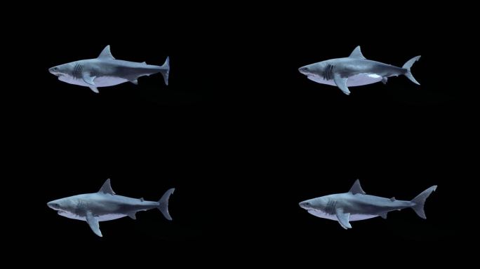 A01鲨鱼-游