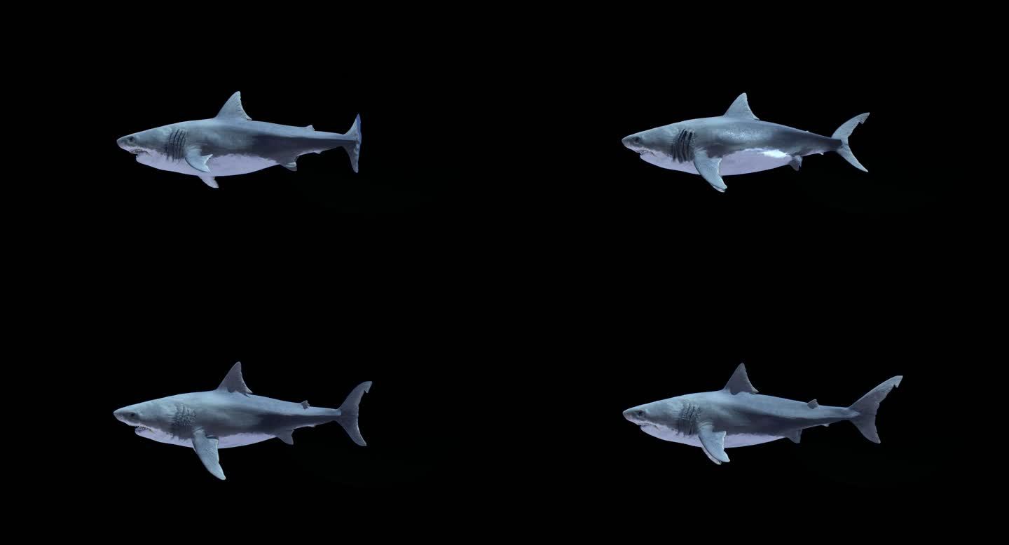 A01鲨鱼-游