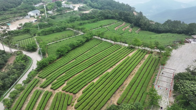 4K厦门翔安区锄山村妙高山茶园采茶航拍