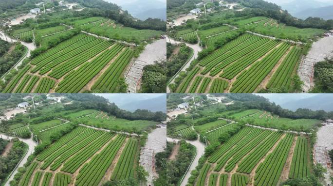 4K厦门翔安区锄山村妙高山茶园采茶航拍