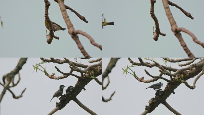 4K树上进食的小鸟振翅高飞 高速摄影升格