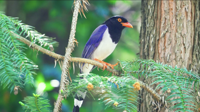 森林小鸟-大自然树林鸟儿飞翔春天鸟语花香