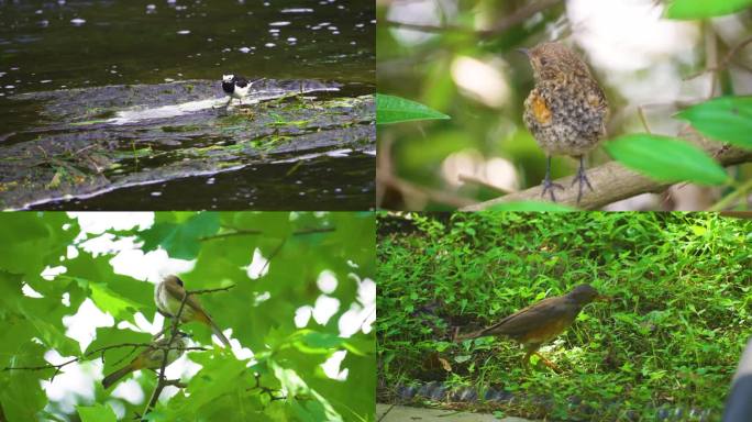森林小鸟-大自然树林鸟儿飞翔春天鸟语花香