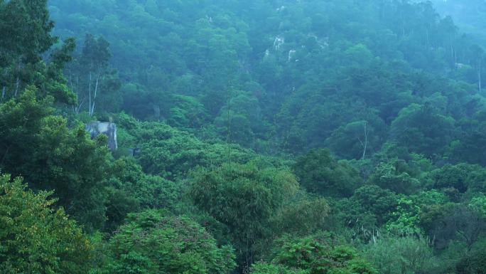 谷雨下雨天空镜植物山林雨滴树叶