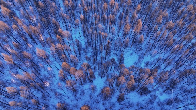 冬季自然光俯拍大森林树头树冠 (20)