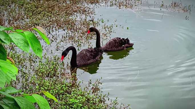 两只黑天鹅在水草里游水觅食