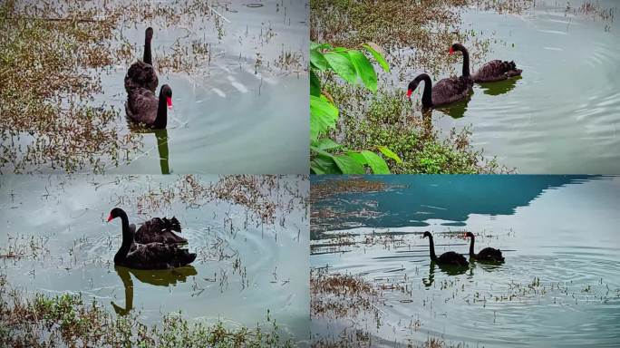 两只黑天鹅在水草里游水觅食