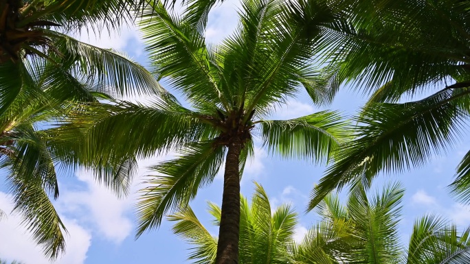 海南三亚蓝天下椰树椰林风光