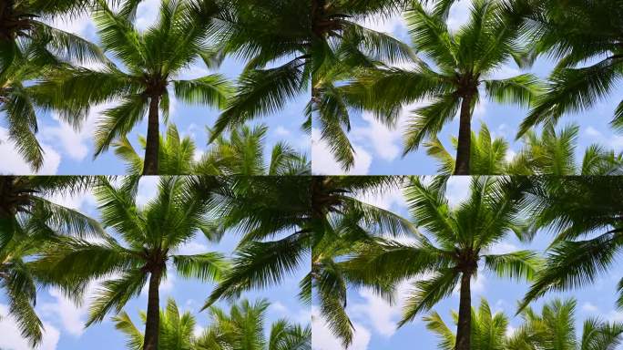 海南三亚蓝天下椰树椰林风光