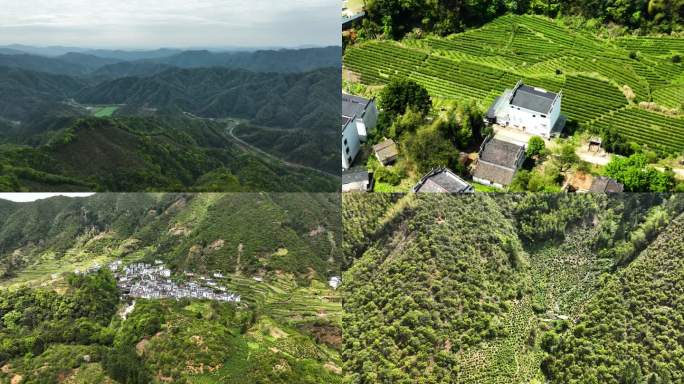 山区茶园地新叶美丽乡房屋种植绿水青山河流