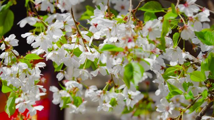 春天 花朵 植物 绿树 开花 唯美 樱花