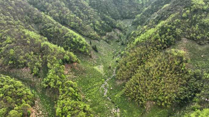 农村山区春夏天茶园地新叶茶美丽乡房屋种植