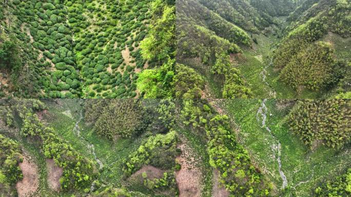 农村山区春夏天茶园地新叶茶美丽乡房屋种植