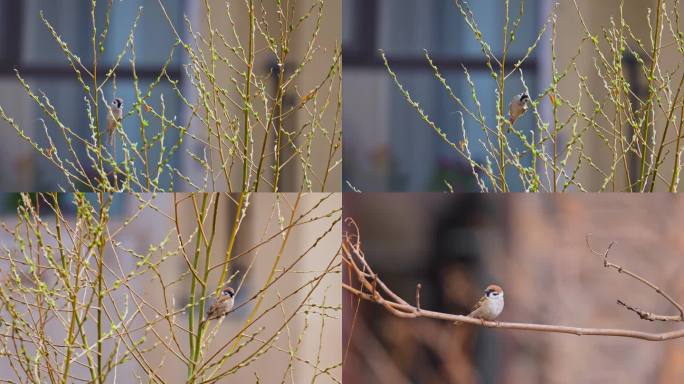 春天绿树枝上的麻雀小鸟家雀