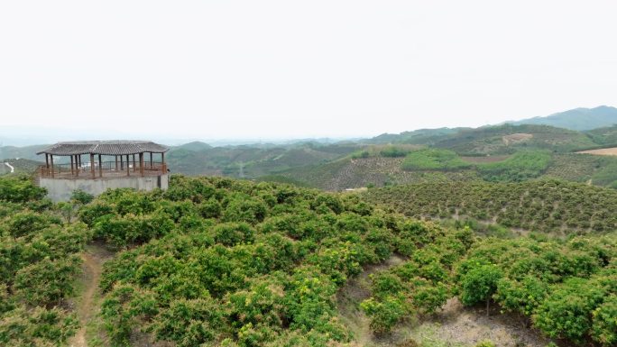 广西百色芒果种植基地 田东县那王芒果山